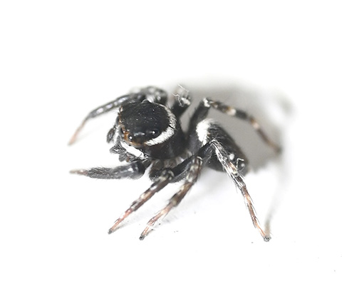 Fashionable Jumping Spiders  ハエトリグモ, クモ, 美しい生物