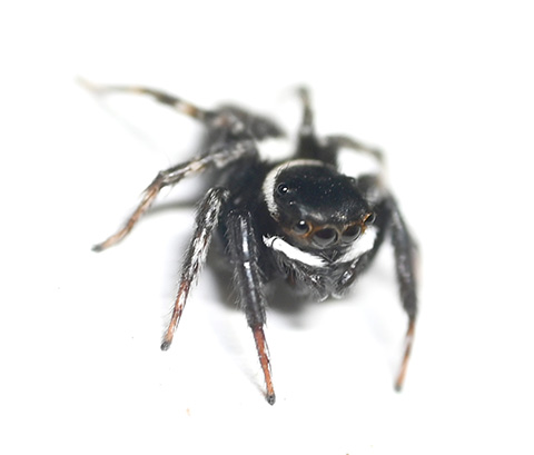 Fashionable Jumping Spiders  ハエトリグモ, クモ, 美しい生物