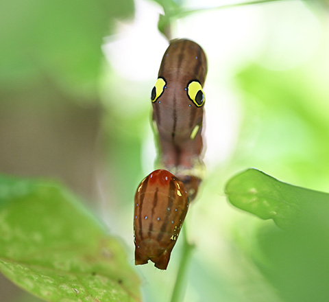 背中側正面から見たアケビコノハの幼虫