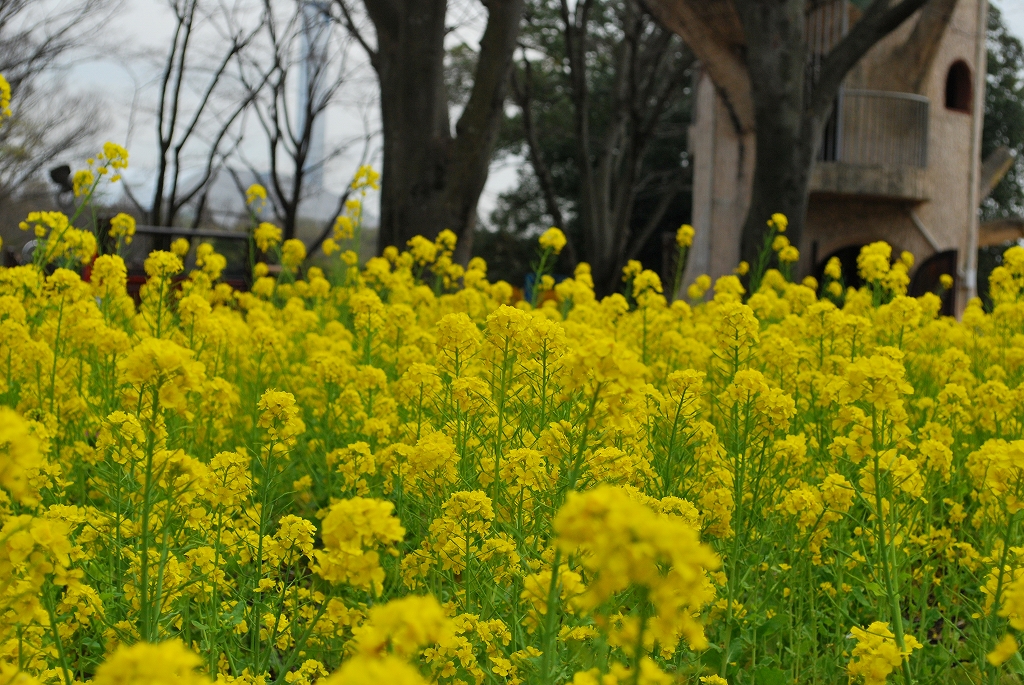 ナノハナ – さがみはらの花めぐり