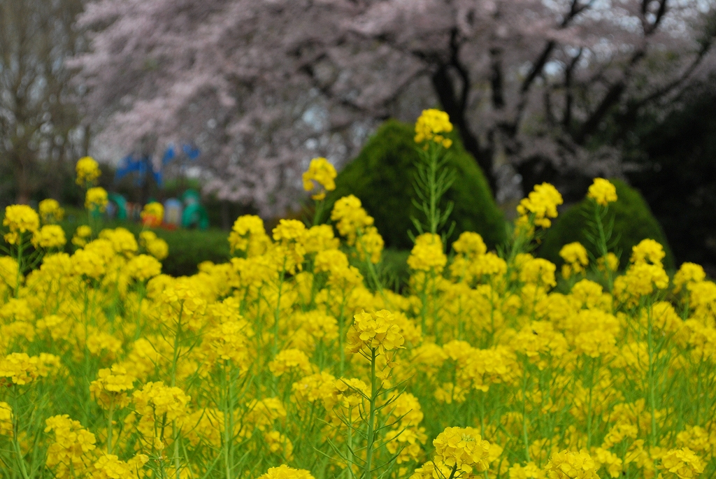 ナノハナ – さがみはらの花めぐり