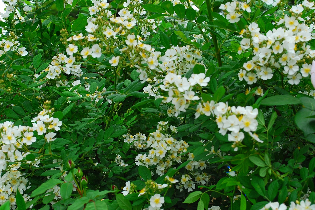 バラ(ノイバラK2) – さがみはらの花めぐり
