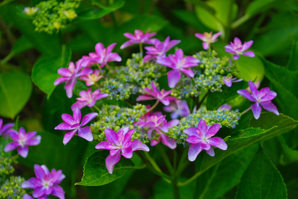 アジサイ(ダンスパーティ) – さがみはらの花めぐり