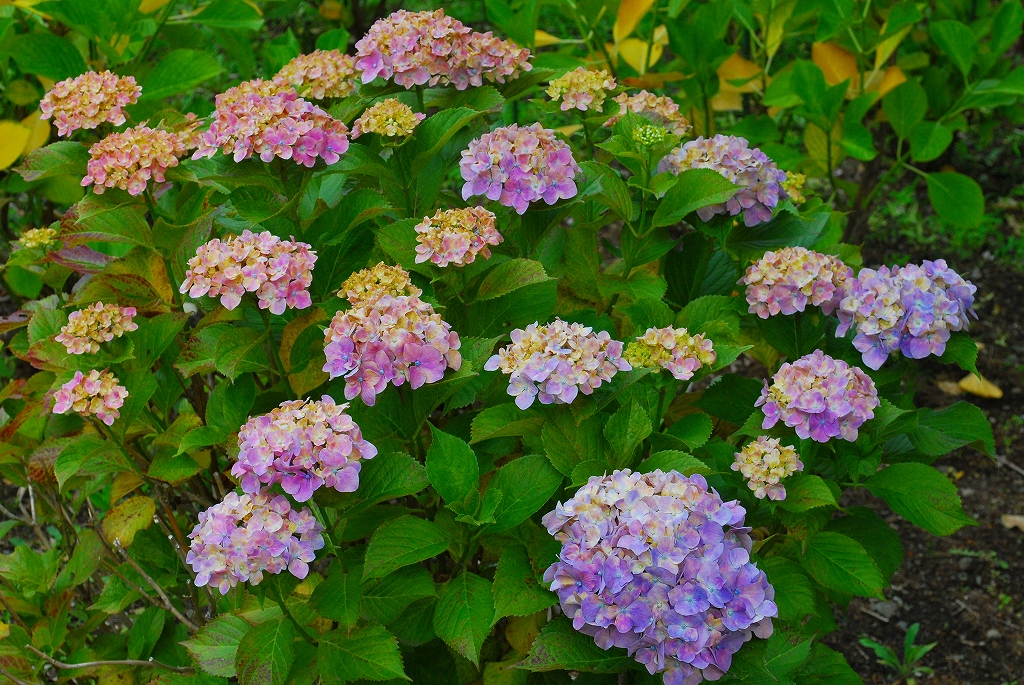 西洋アジサイ(センセーション) – さがみはらの花めぐり